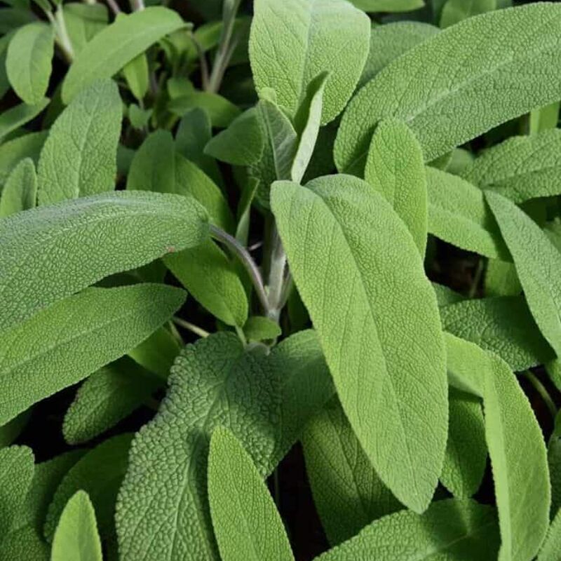 Salvia officinalis ---